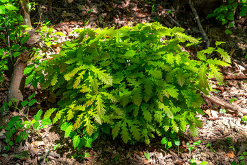 A bush of leaves in the sunlight