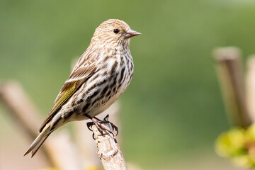 Pine Siskin Poses Prettily on a Sunny Day