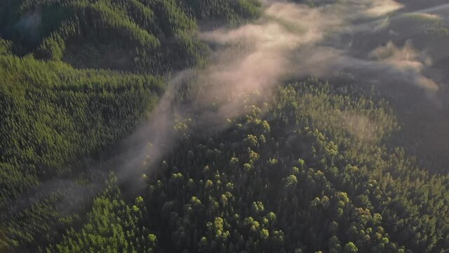 Aerial Footage Of A Sustainable Forest Plantation, Coromandel, New Zealand