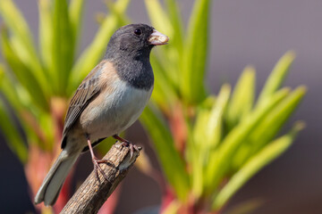Obraz premium Dark-Eyed Junco Female Fluffs Up her Feathers