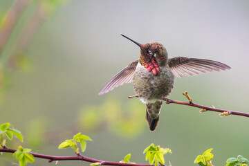 Dazzling Iridescent Male Anna's Humminbird Flutters Wings