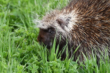 Porcupine grazing in hay field