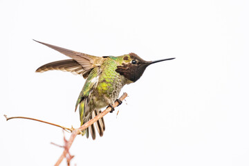 Dazzling Iridescent Male Anna's Humminbird Flutters Wings