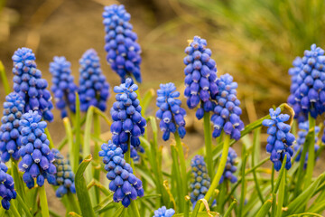 Fototapeta premium blue flowers in the garden