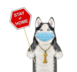 A dog husky in a protection mask holds a sign that says stay at home. White background. Isolated.