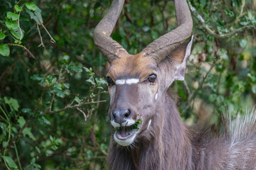 Kudu, buck eating leaves off of a tree 