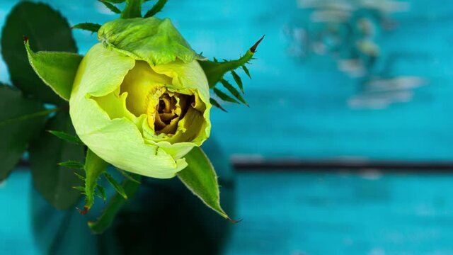 Time lapse of a single yellow rose which is fading and blooming filmed from above in macro. Closeup view of bud of a plant that is opening and closing. Flora life cycle concept. Theme of romantic gift