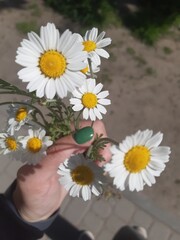 Obraz premium daisies in a hand