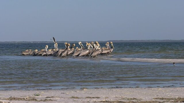 Group of brown pelicans on sandbar in Gulf of Mexico