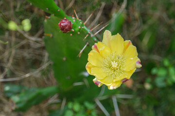 Prickly pear tree blossoming