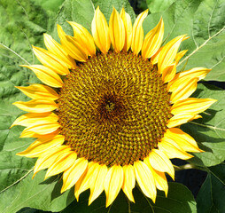 Obraz premium Closeup of a Sunflower, Helianthus annuus, at a flower farm.