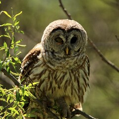 Barred owl