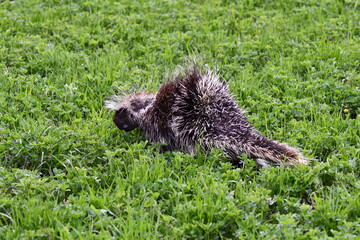 Porcupine grazing in hay field