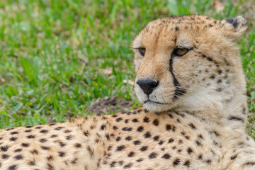 Portrait of Cheetah in the Nature