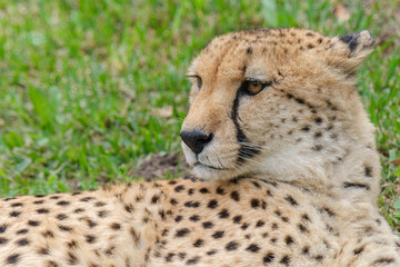 Portrait of Cheetah in the Nature