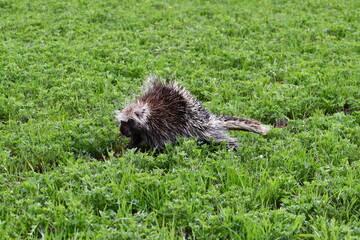 Porcupine grazing in hay field