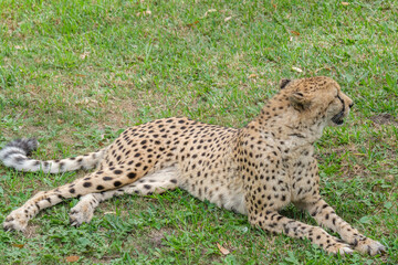 Portrait of Cheetah in the Nature