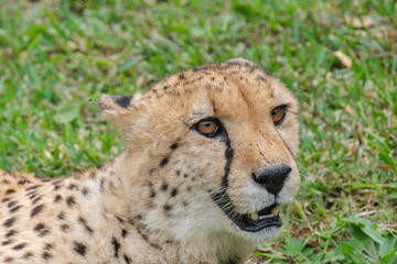 Portrait of Cheetah in the Nature