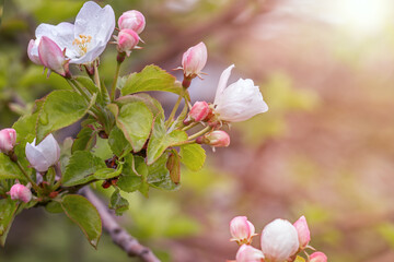 blooming branch of apple tree in spring, flowers on apple tree close-up in the sunset light of the sun in the garden