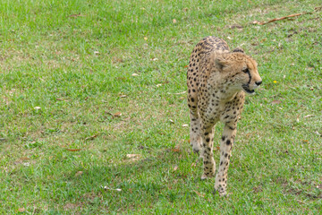 Fototapeta na wymiar Portrait of Cheetah in the Nature