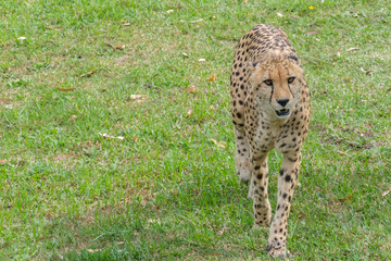 Portrait of Cheetah in the Nature
