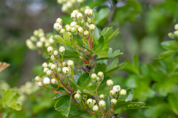 Close up of Hawthorn (crataegus monogyna) buds