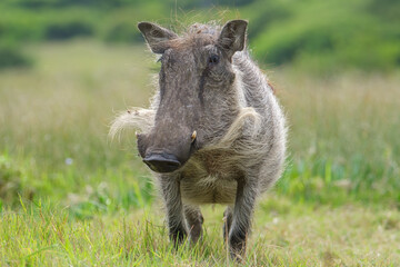 Portrait of warthog in the Nature