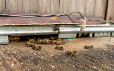 Bees are ready to fly to the fields for pollen