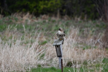 Red Tailed Hawk sits perched on a songbird house hunting