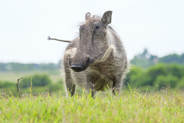 Portrait of warthog in the Nature