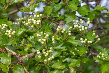 Close up of Hawthorn (crataegus monogyna) buds
