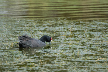 Common moorhen in a pond