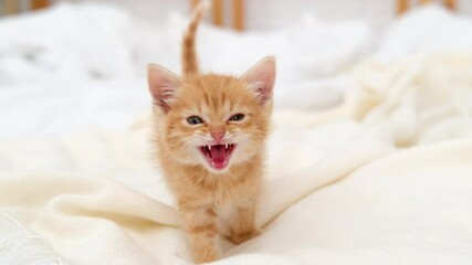 4k little red ginger striped kitten meowing and looking at camera, walking on bed at home. Healthy adorable domestic pets and cats - Powered by Adobe