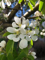 Beautiful spring blooming flowers.  Beautiful white color flowers in Colorado, USA.