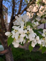 Beautiful spring blooming flowers.  Beautiful white color flowers in Colorado, USA.