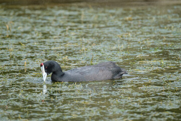Eurasian coot floating in a pond