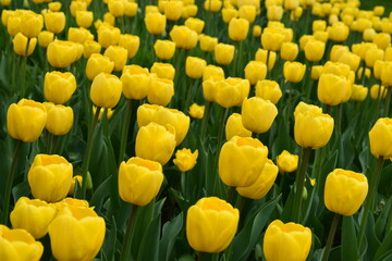 Yellow tulips field flowers. Bright beautiful floral photo background.