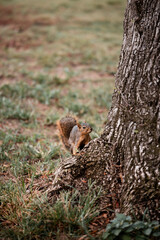 Obraz premium Squirrel on a tree