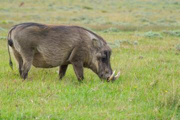 Portrait of warthog in the Nature