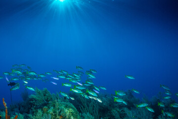 A school of schoolmaster snappers on a coral reef in Grand Cayman. The underwater scene bustles with life