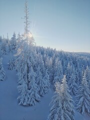 The rays of sun behind snowy tree in the mountains on clear day