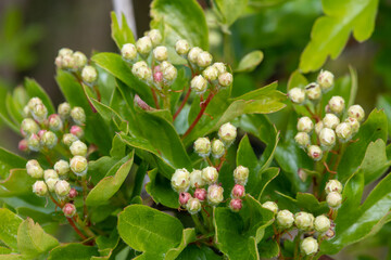Close up of Hawthorn (crataegus monogyna) buds