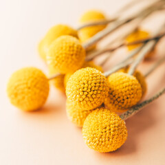 Craspedia globosa dry flowers