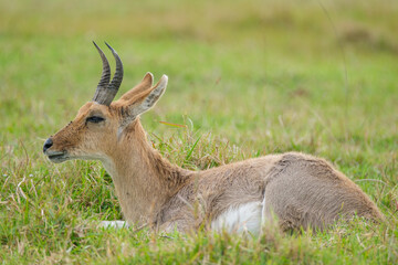 Naklejka na ściany i meble Southern redbuck, rooibos resting among the grasslands in a game park, reserve in South Africa