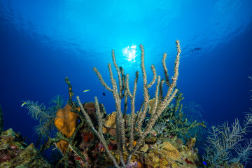 Fototapeta na wymiar A shot of the Caribbean sun backlighting a section of tropical coral reef