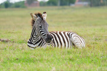 Fototapeta na wymiar Portrait of zebra in the Nature