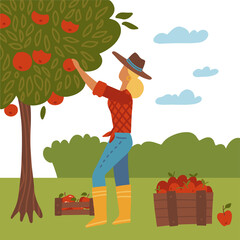 Girl gathering autumn harvest. Woman standing and picking apples concept. Female gardener, farmer cartoon character. Fall fruits crop, produce. Flat vector illustration