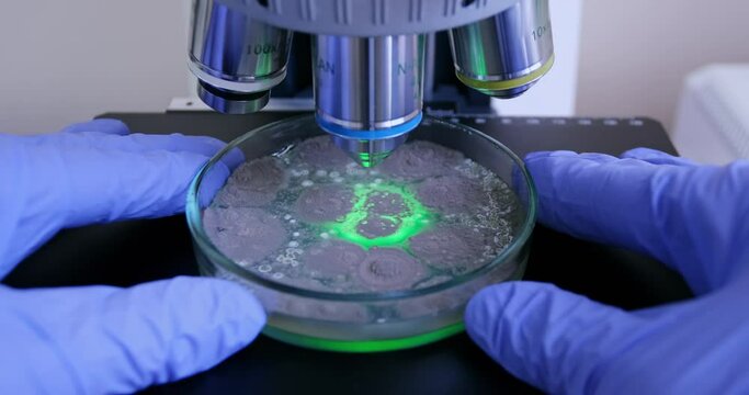 A scientist places a Petri dish with bacteria under a magnifying glass of a green light microscope to better study the bacteria.
