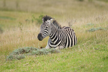 Portrait of zebra in the Nature
