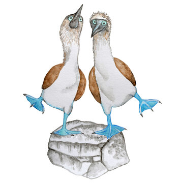 Watercolor set with two blue footed boobies on a stone.